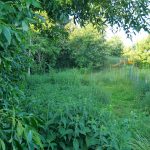 Garten1
