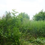Obstgarten2