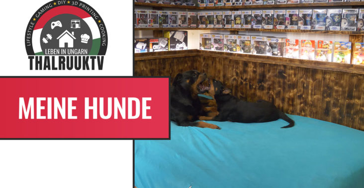 Zeus11wochenundhestiavorschaubiild
